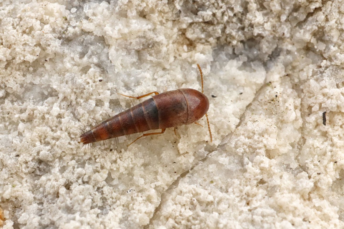 Staphylinidae: Sepedophilus sp.